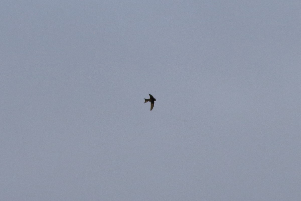 Common Swift - ML640322759