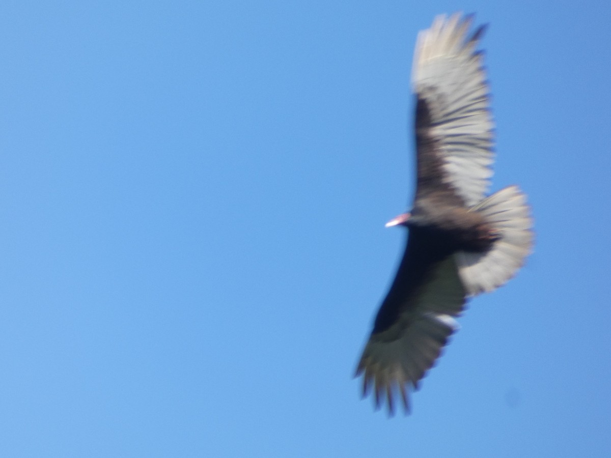 Turkey Vulture - ML640322760