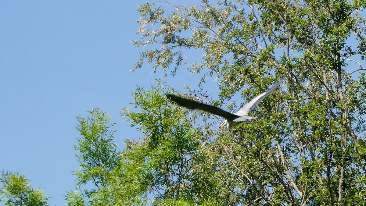 Gray Heron - ML640322768