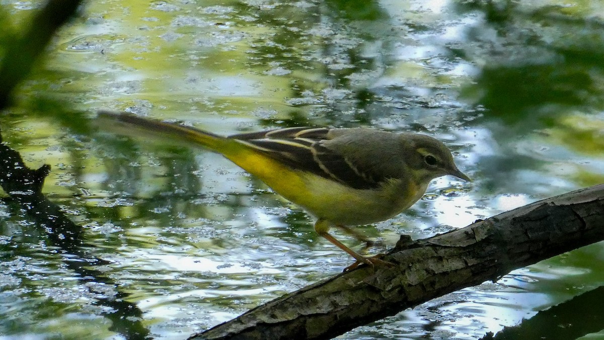 Gray Wagtail - ML640322799