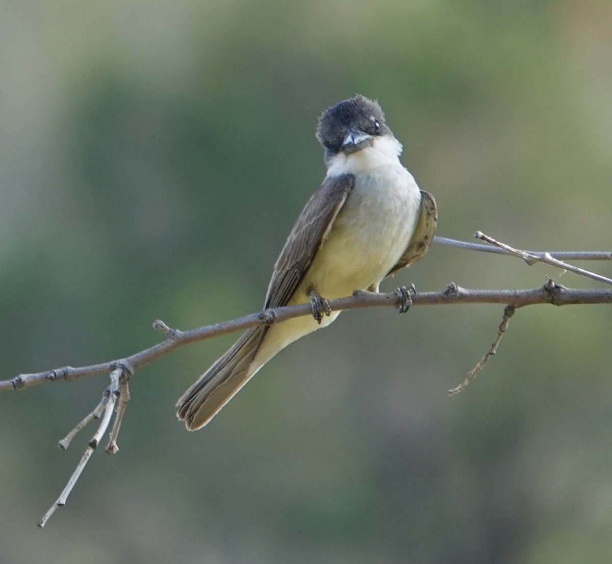Thick-billed Kingbird - ML640322812