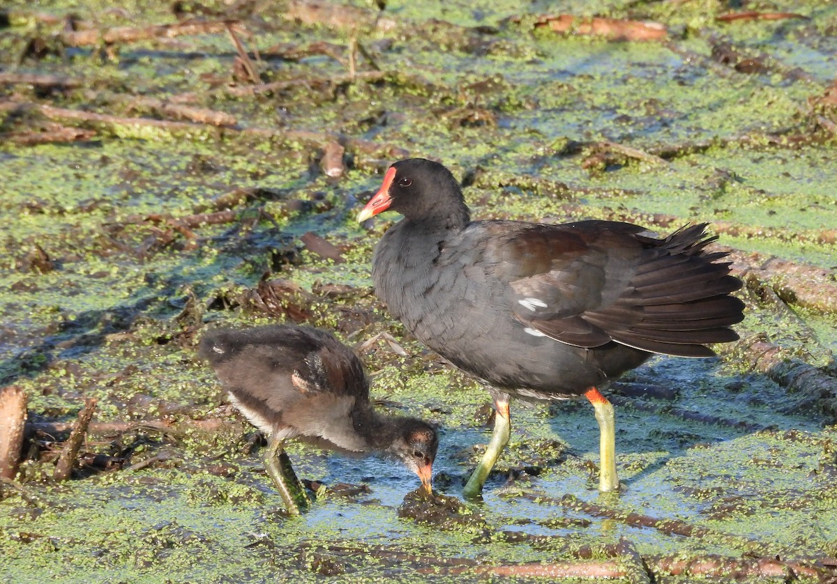 Common Gallinule - ML640322845
