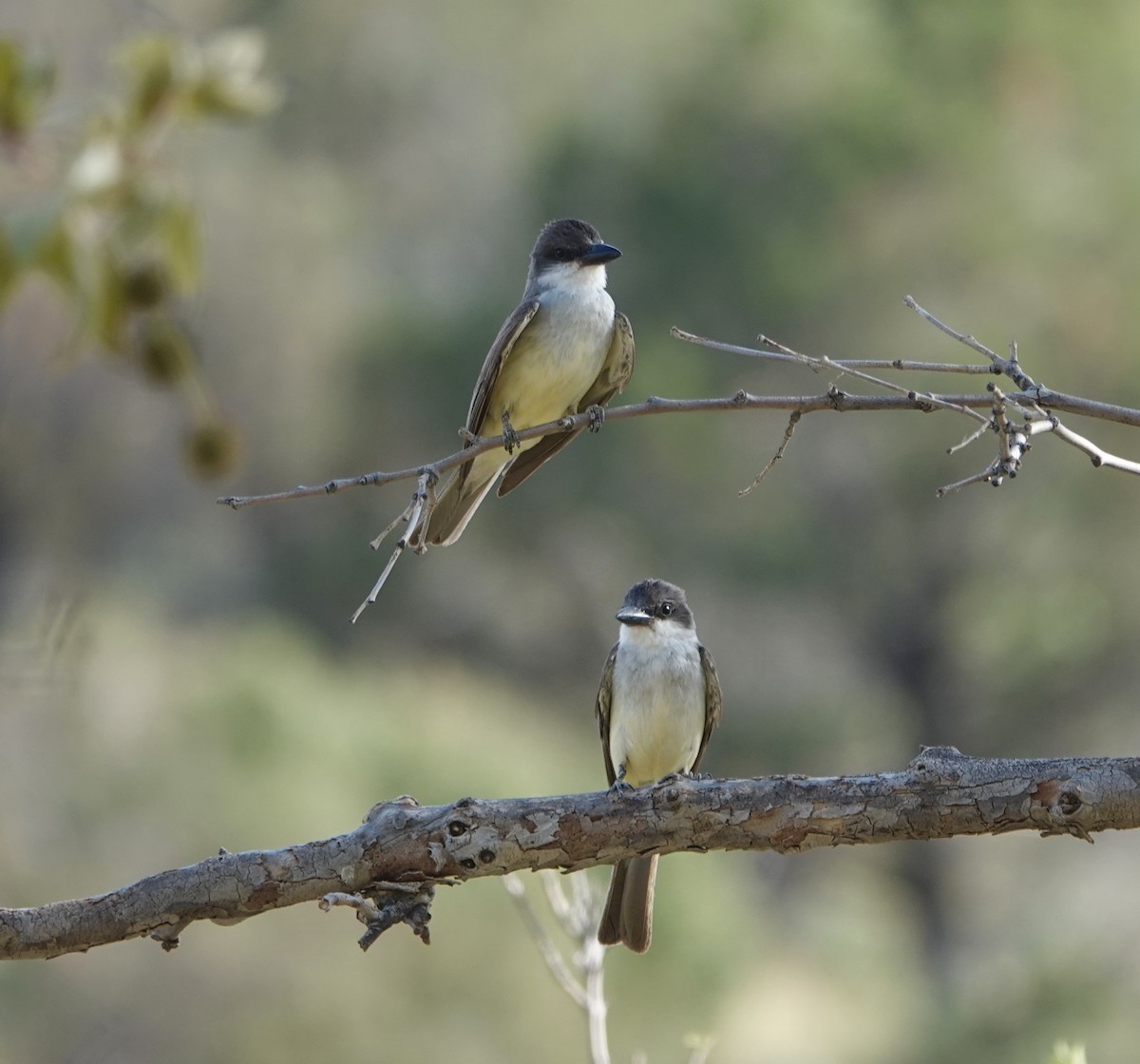 Thick-billed Kingbird - ML640322850