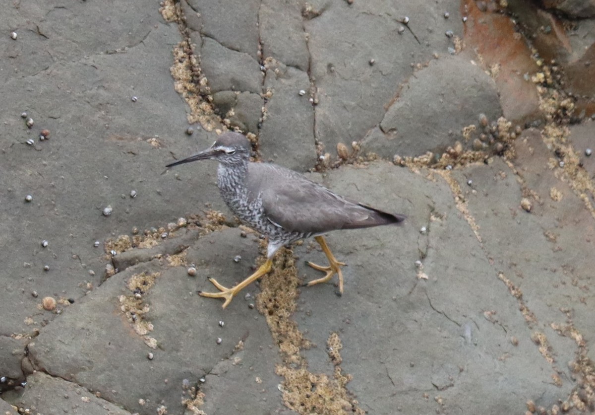 Wandering Tattler - ML640322853