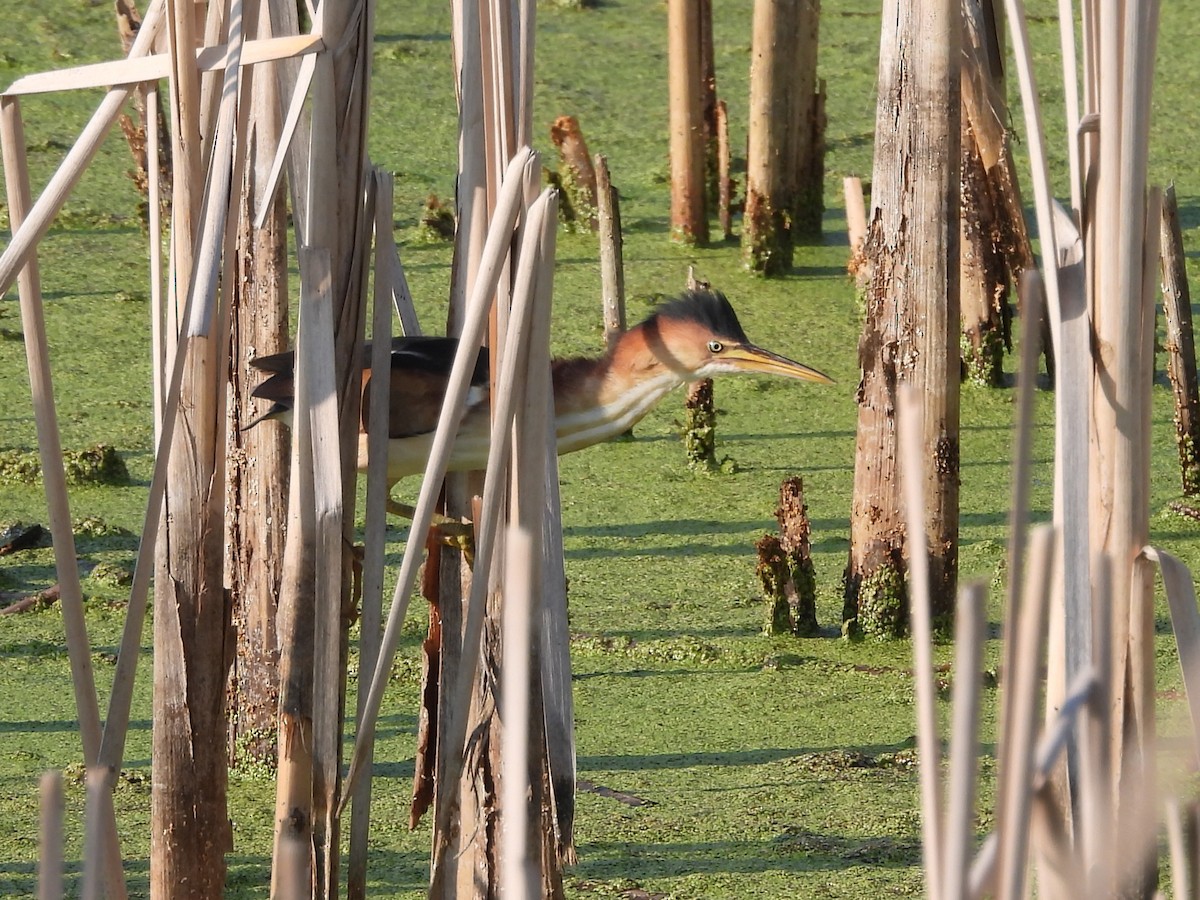 Least Bittern - ML640322866