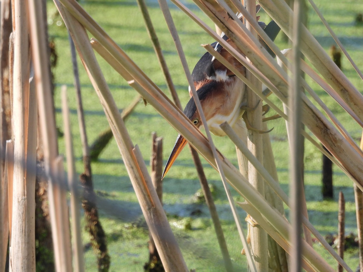 Least Bittern - ML640322867