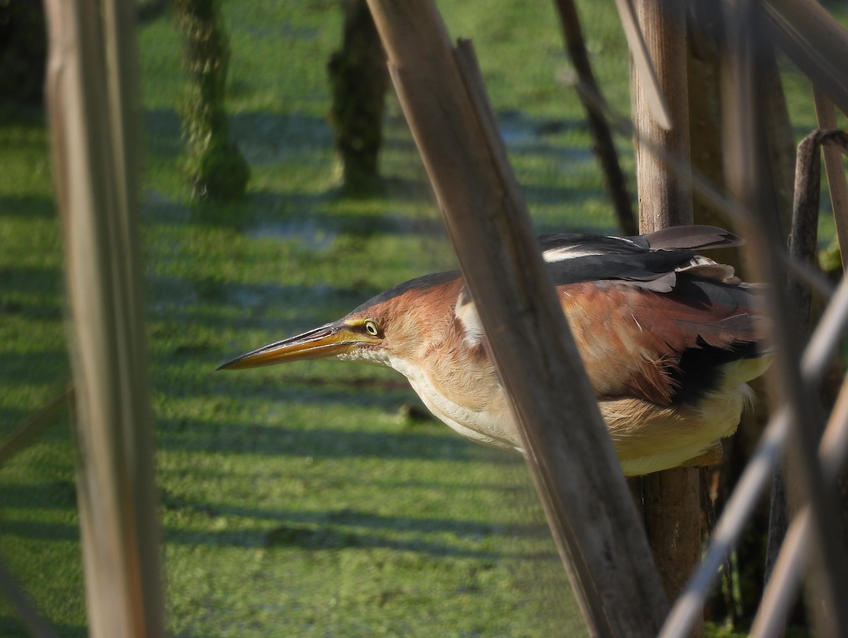 Least Bittern - ML640322868