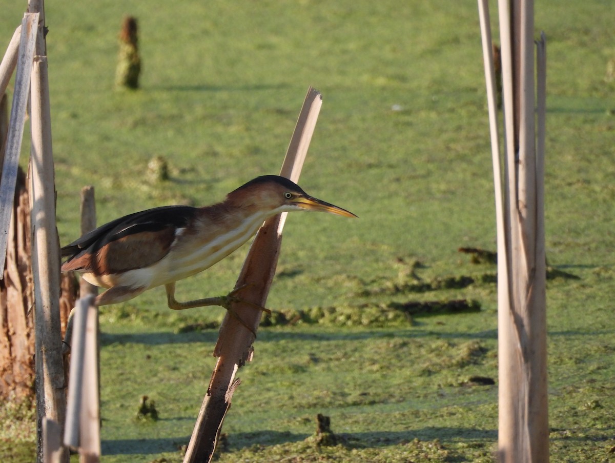 Least Bittern - ML640322869