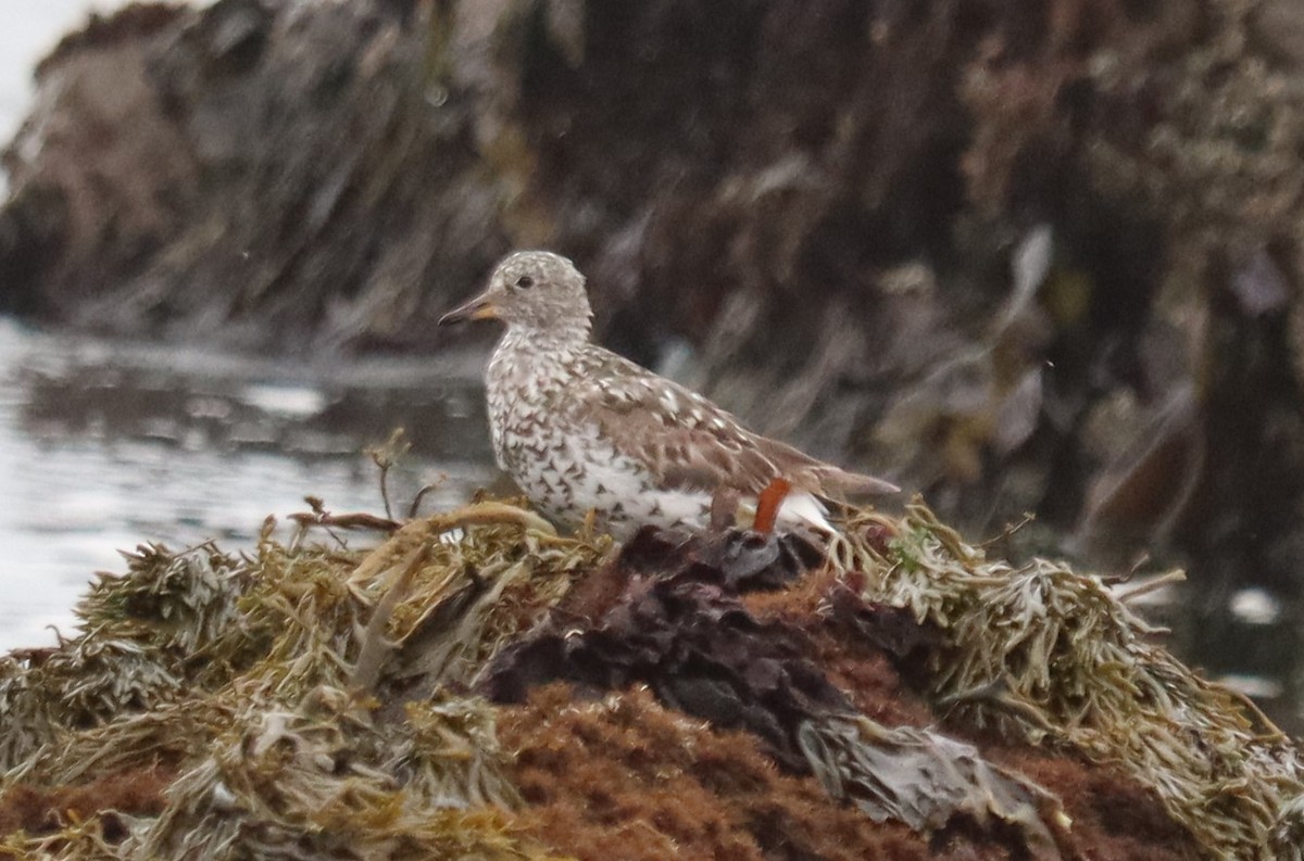 Surfbird - ML640322878