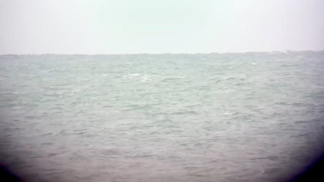 Manx Shearwater - ML640322948