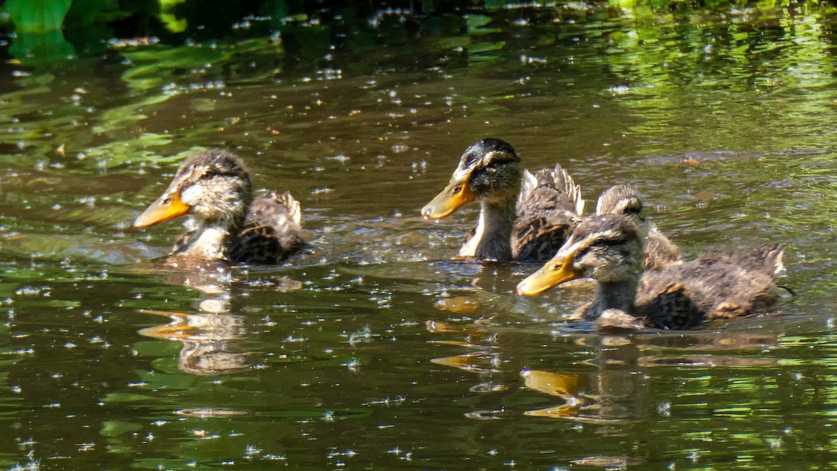 Mallard - ML640322965