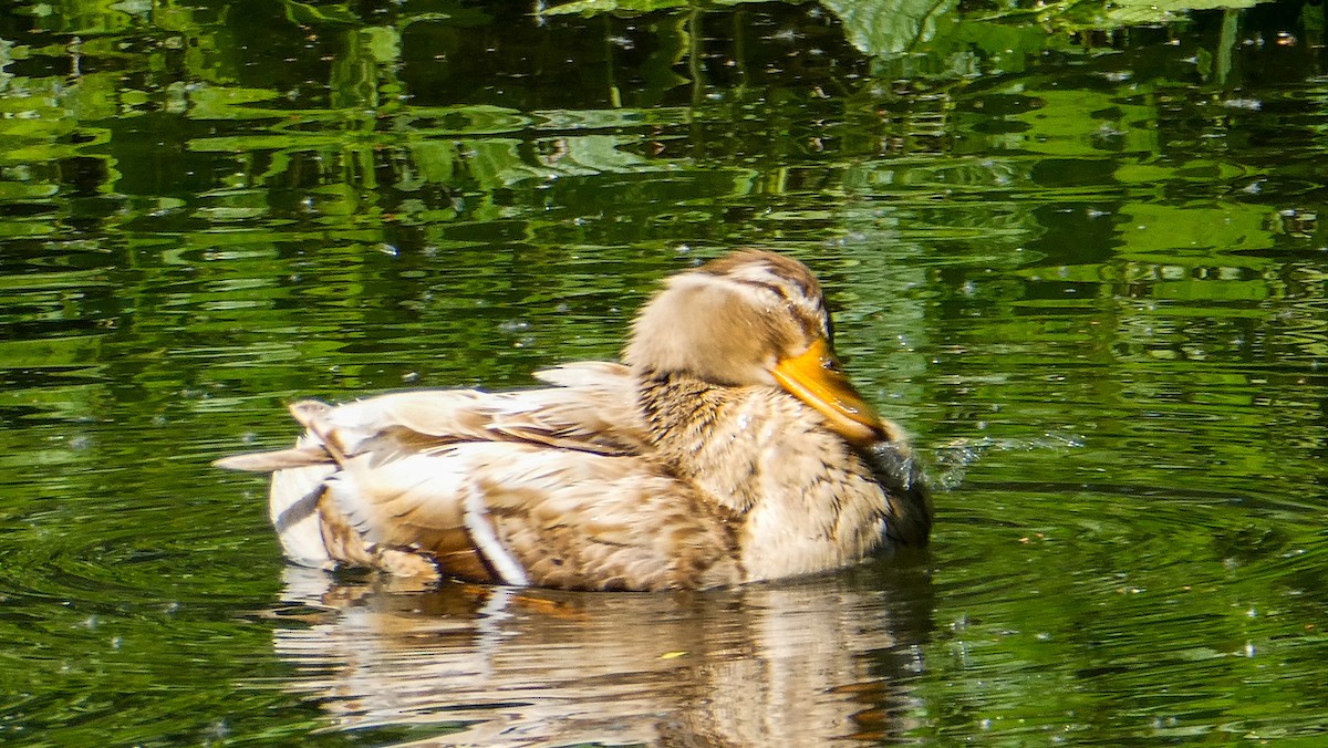 Mallard - ML640322966