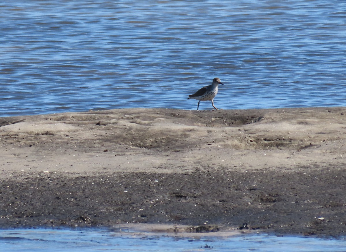 Spotted Sandpiper - ML640322974