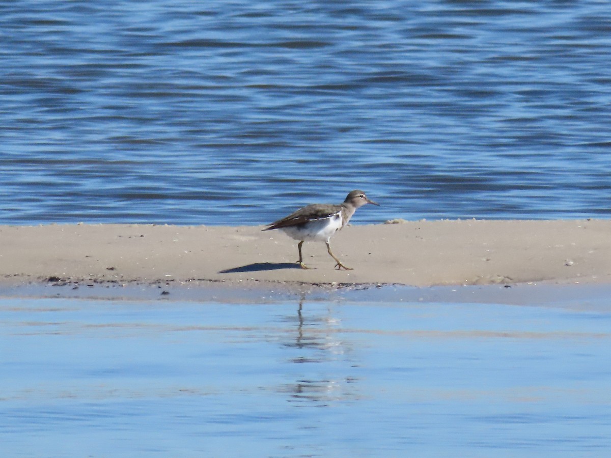 Spotted Sandpiper - ML640322975