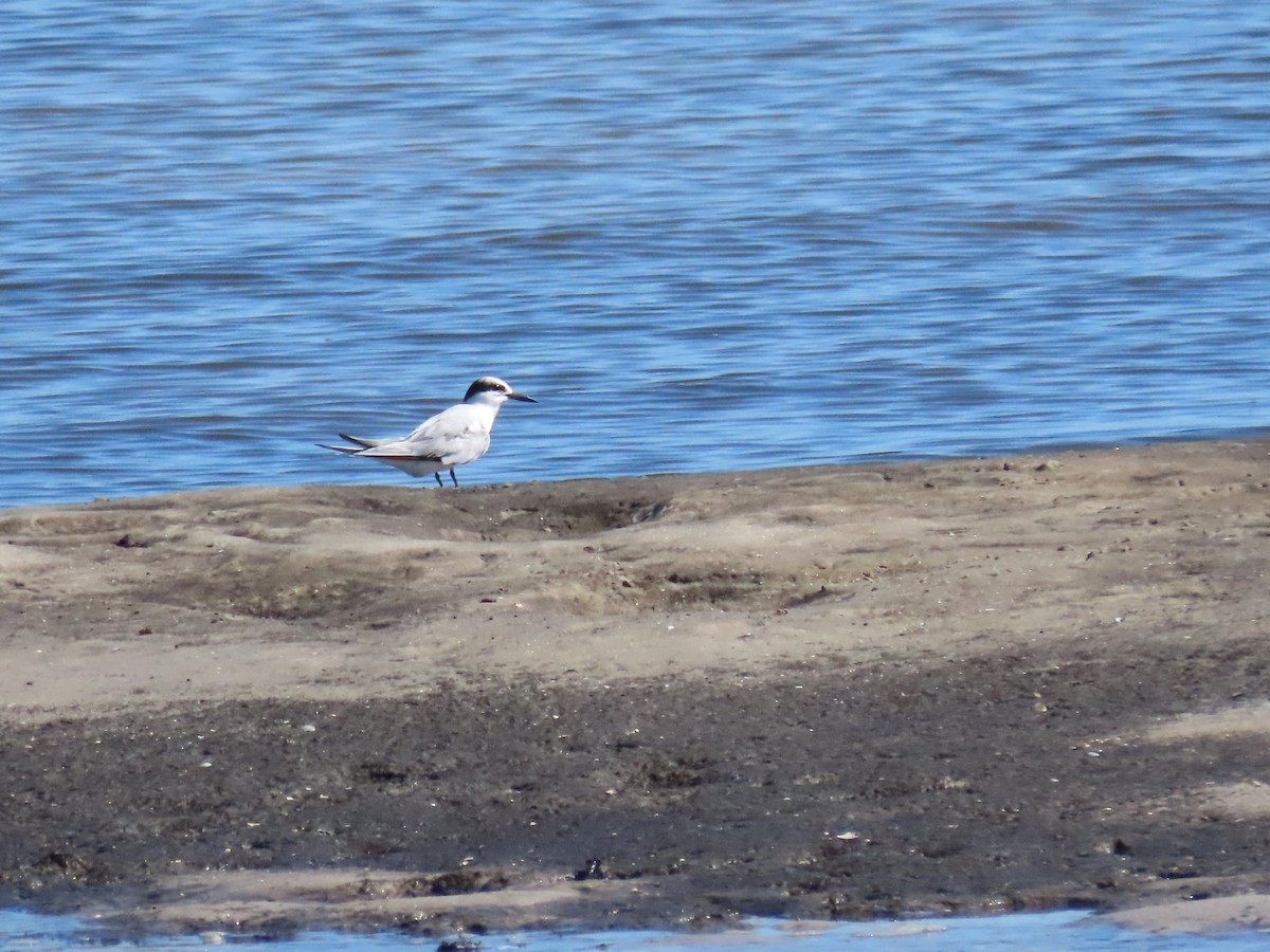 Least Tern - ML640322984