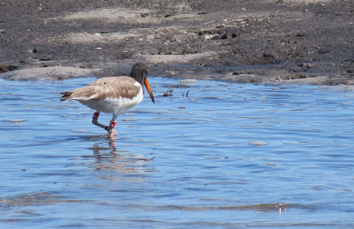 American Oystercatcher - ML640323010
