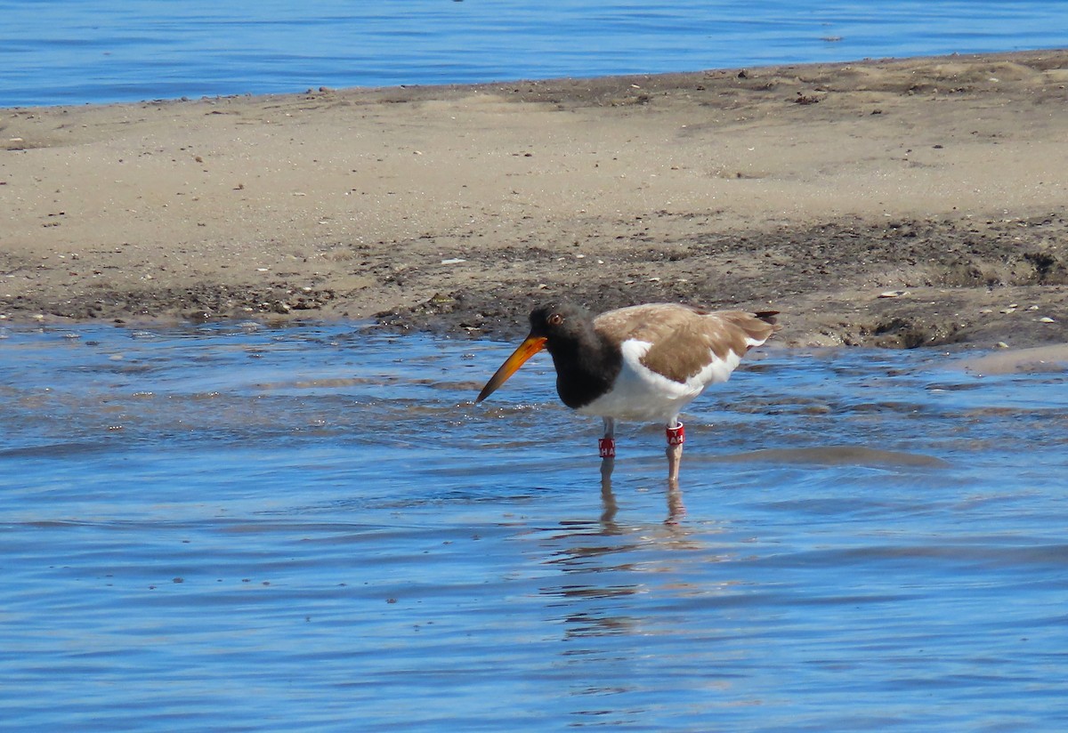 American Oystercatcher - ML640323011