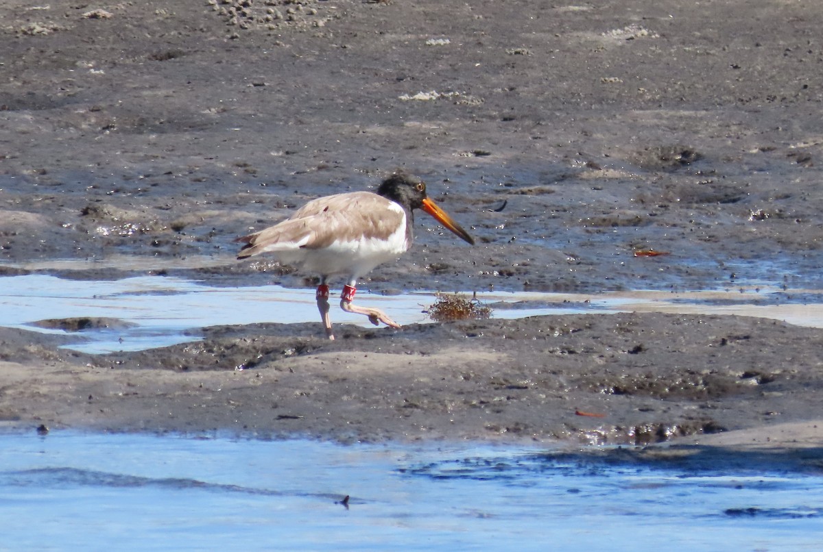 American Oystercatcher - ML640323012