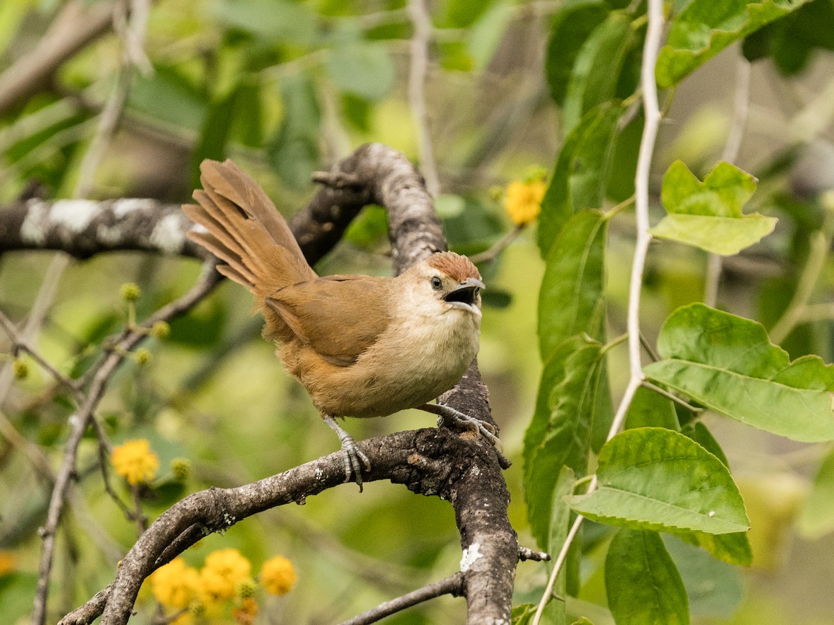 Synallaxe à front roux - ML640323015