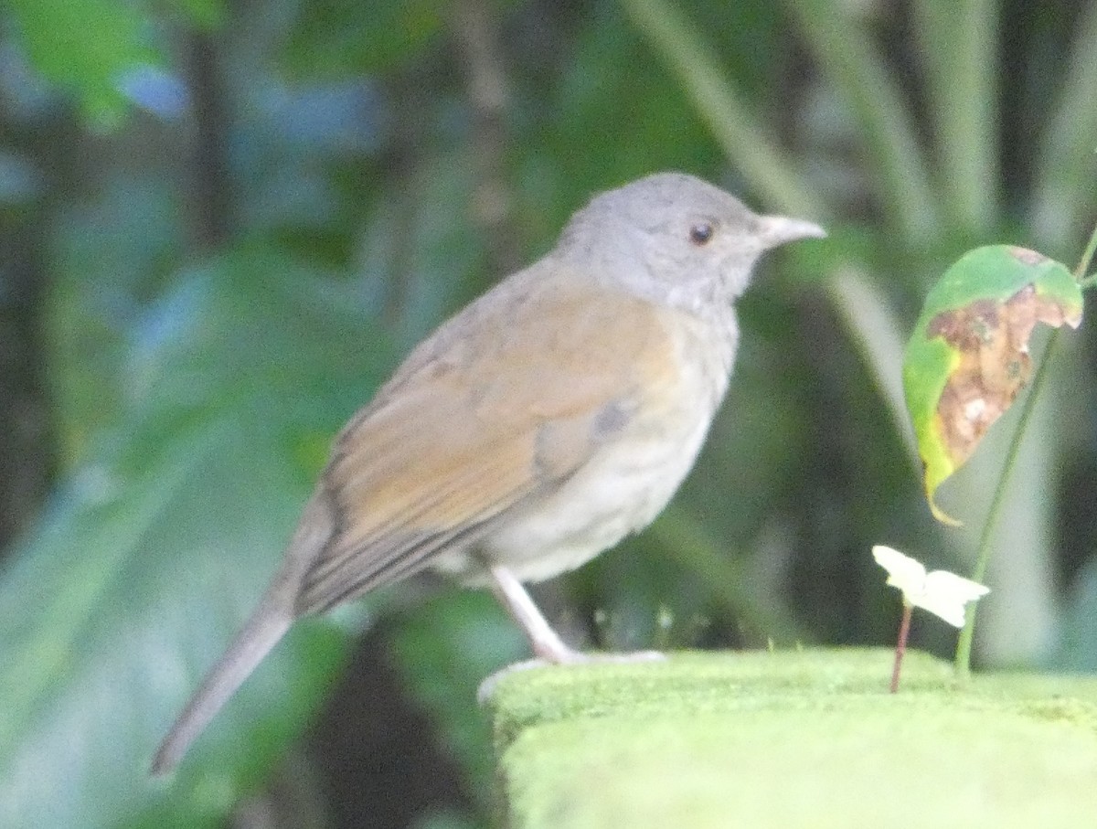 Pale-breasted Thrush - ML640323016