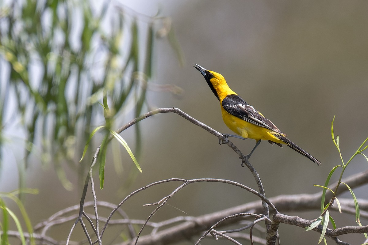 Hooded Oriole - ML640323031