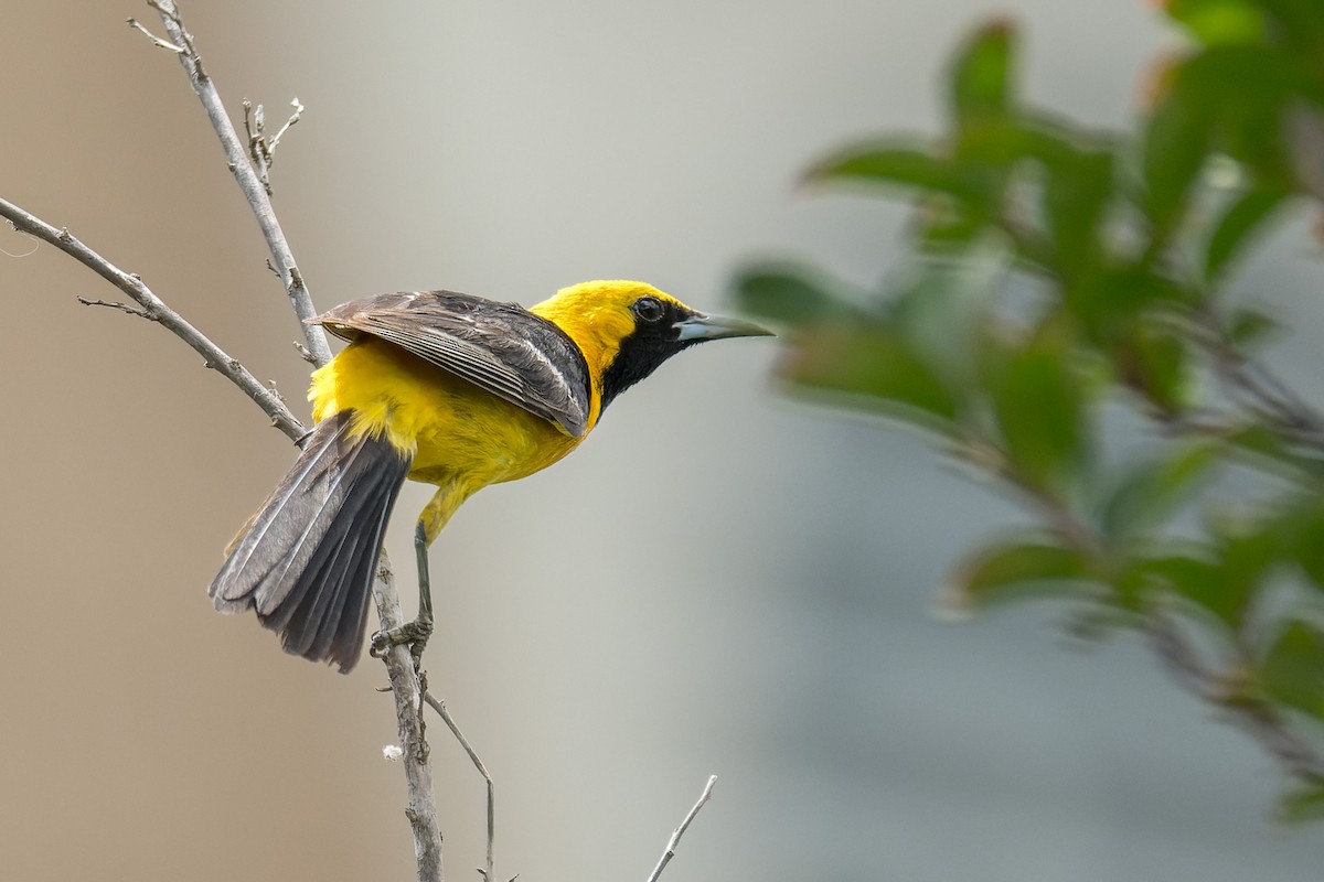 Hooded Oriole - ML640323033