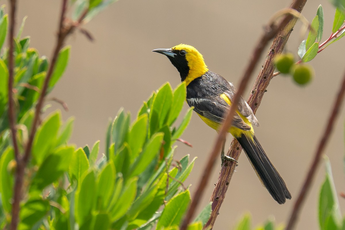 Hooded Oriole - ML640323034