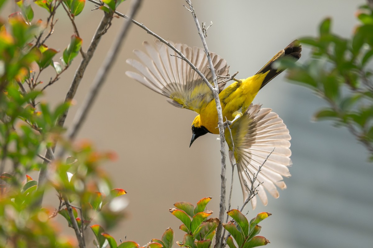 Hooded Oriole - ML640323035