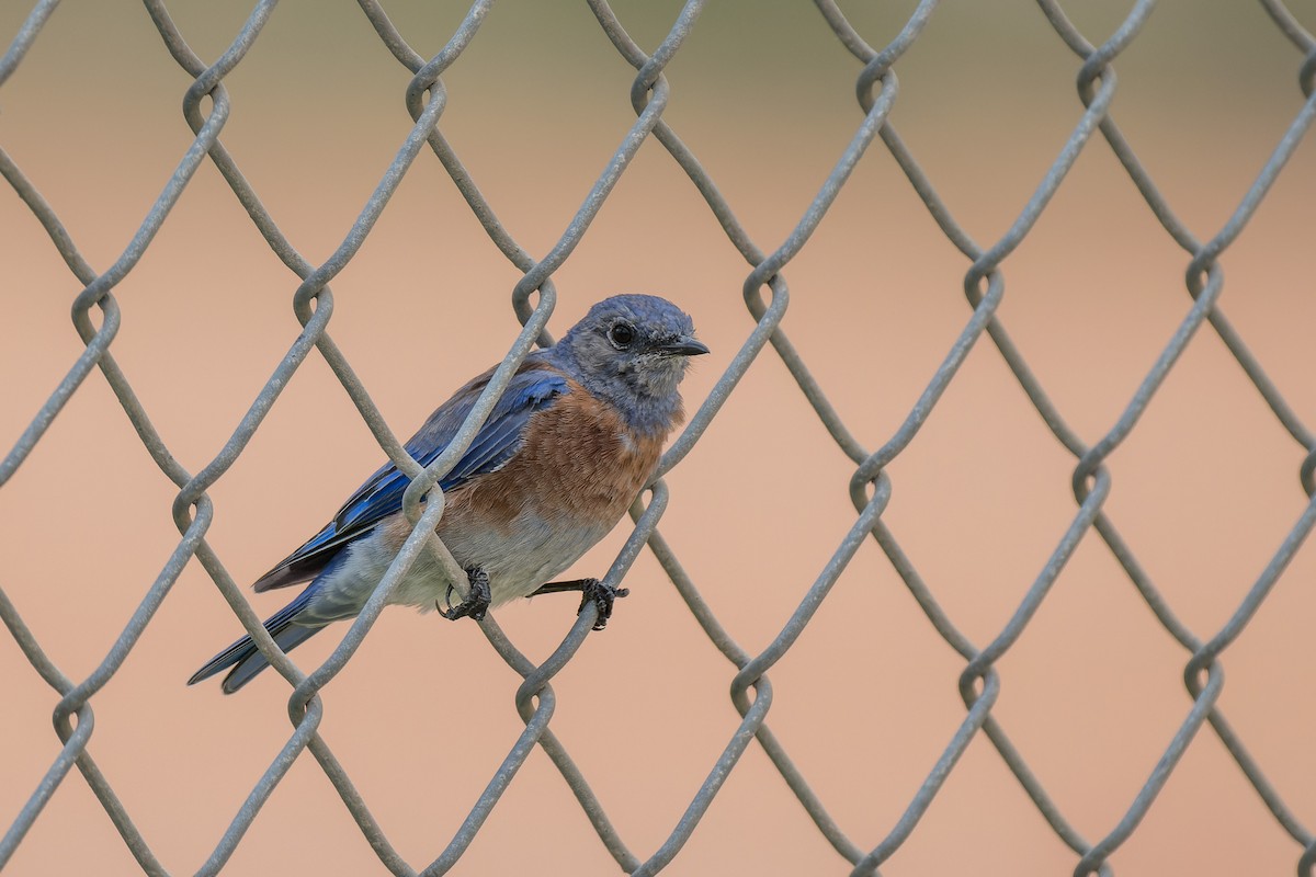 Western Bluebird - ML640323064