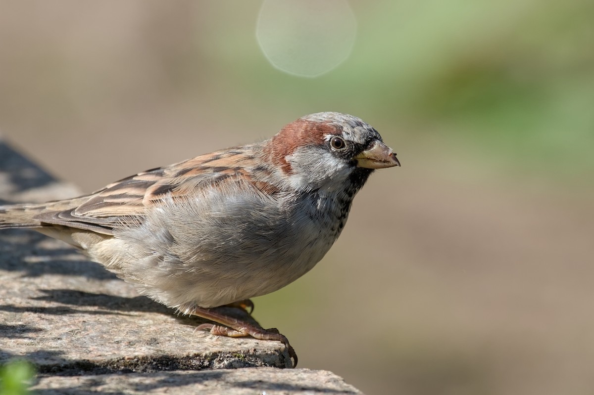House Sparrow - ML640323069