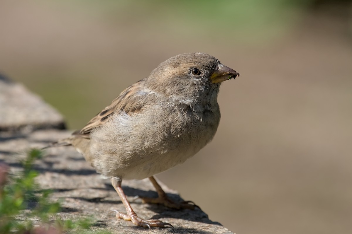 House Sparrow - ML640323077