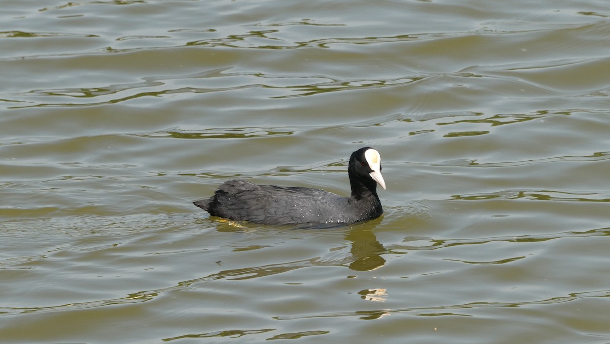 Eurasian Coot - ML640323078
