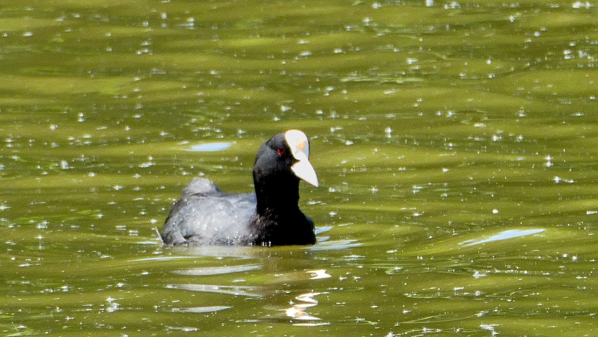 Eurasian Coot - ML640323079