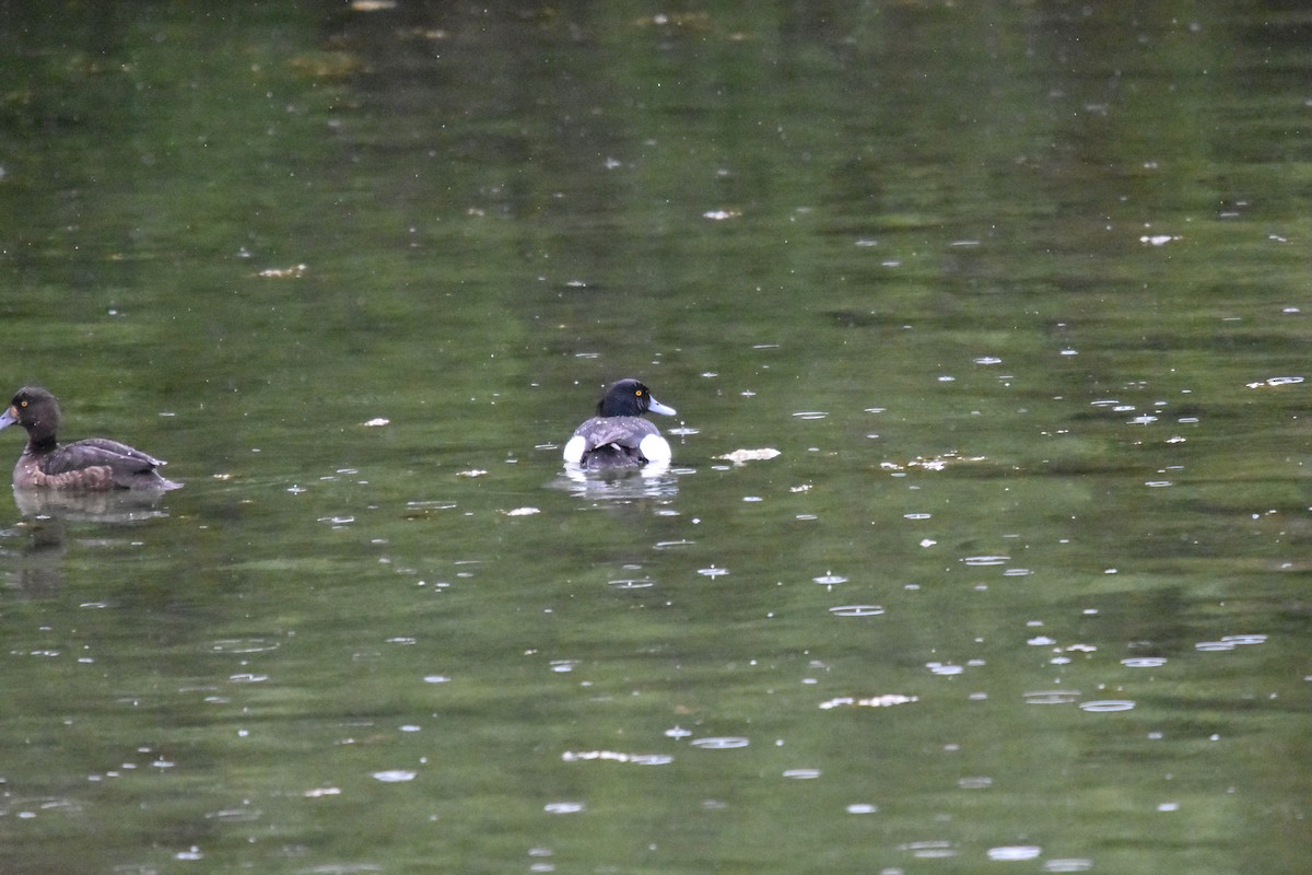 Tufted Duck - ML640323172