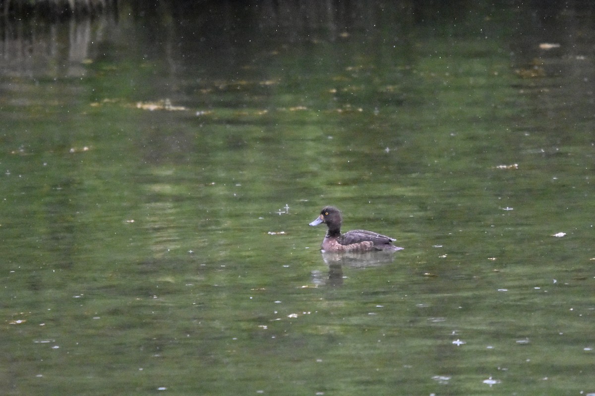 Tufted Duck - ML640323176