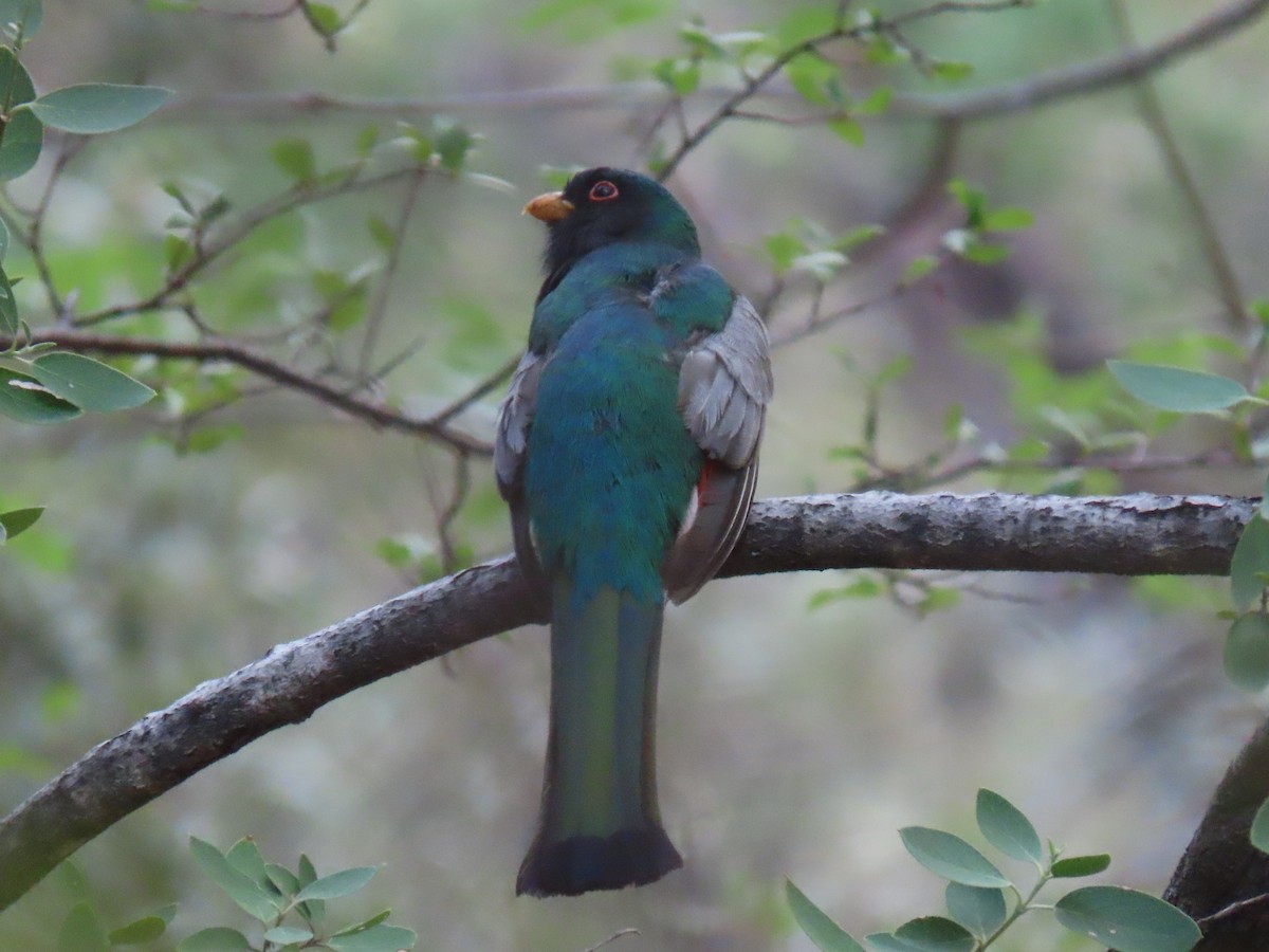 Elegant Trogon - ML640323177