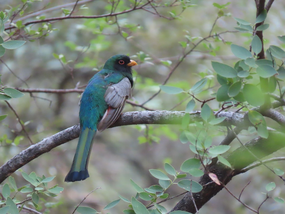 Elegant Trogon - ML640323182