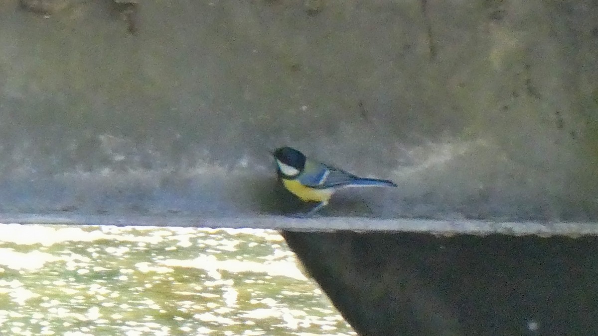 Eurasian Blue Tit - ML640323187