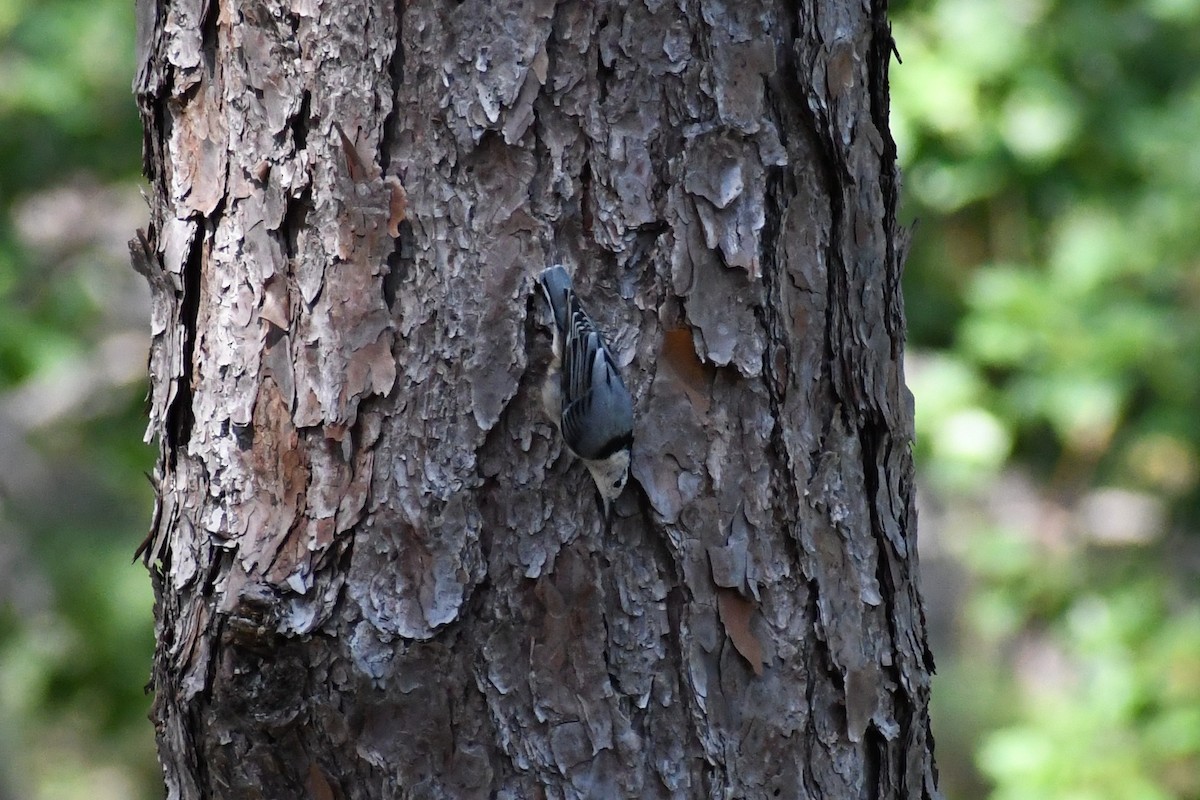 Weißbrustkleiber (carolinensis) - ML640323236