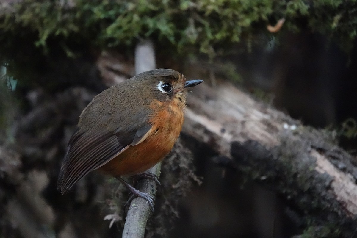 Leymebamba Antpitta - ML640323252