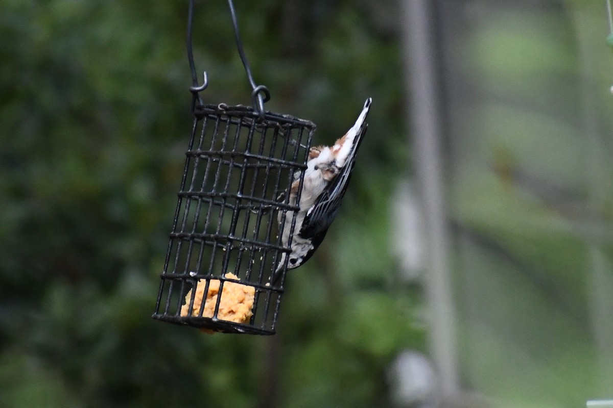 Weißbrustkleiber (carolinensis) - ML640323264