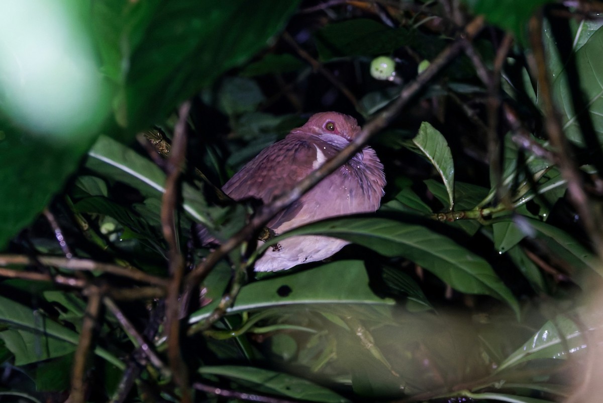 Ruddy Quail-Dove - ML640323302