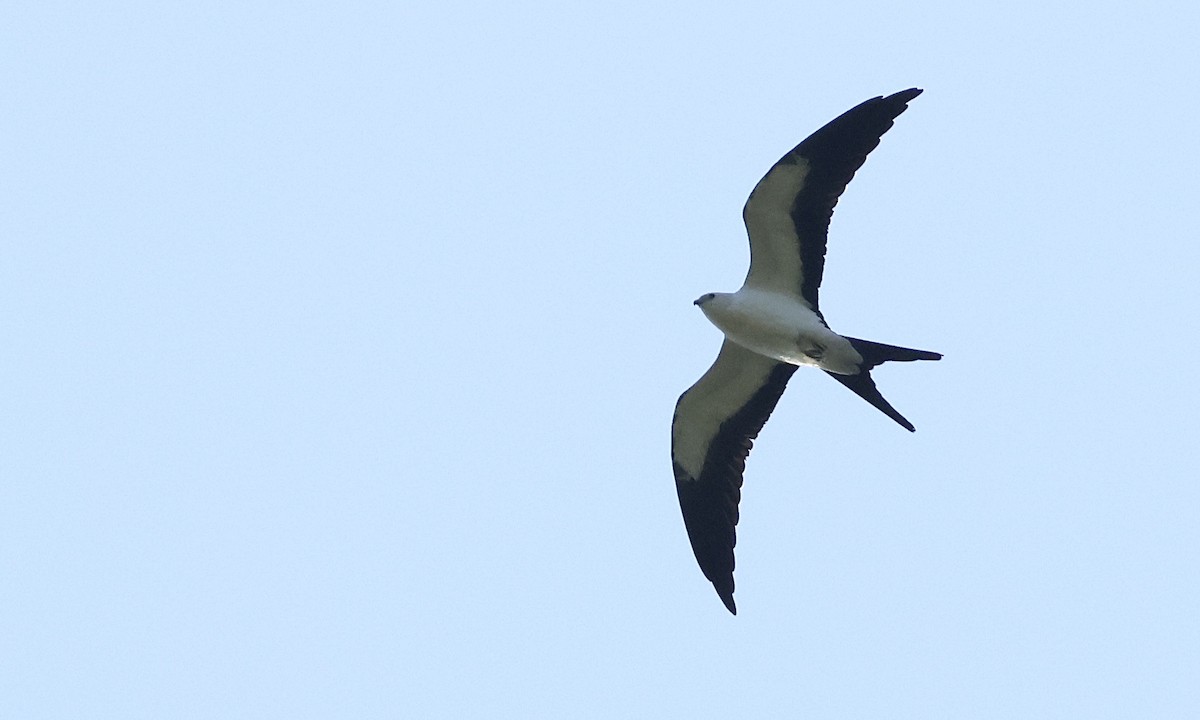Swallow-tailed Kite - ML640323305