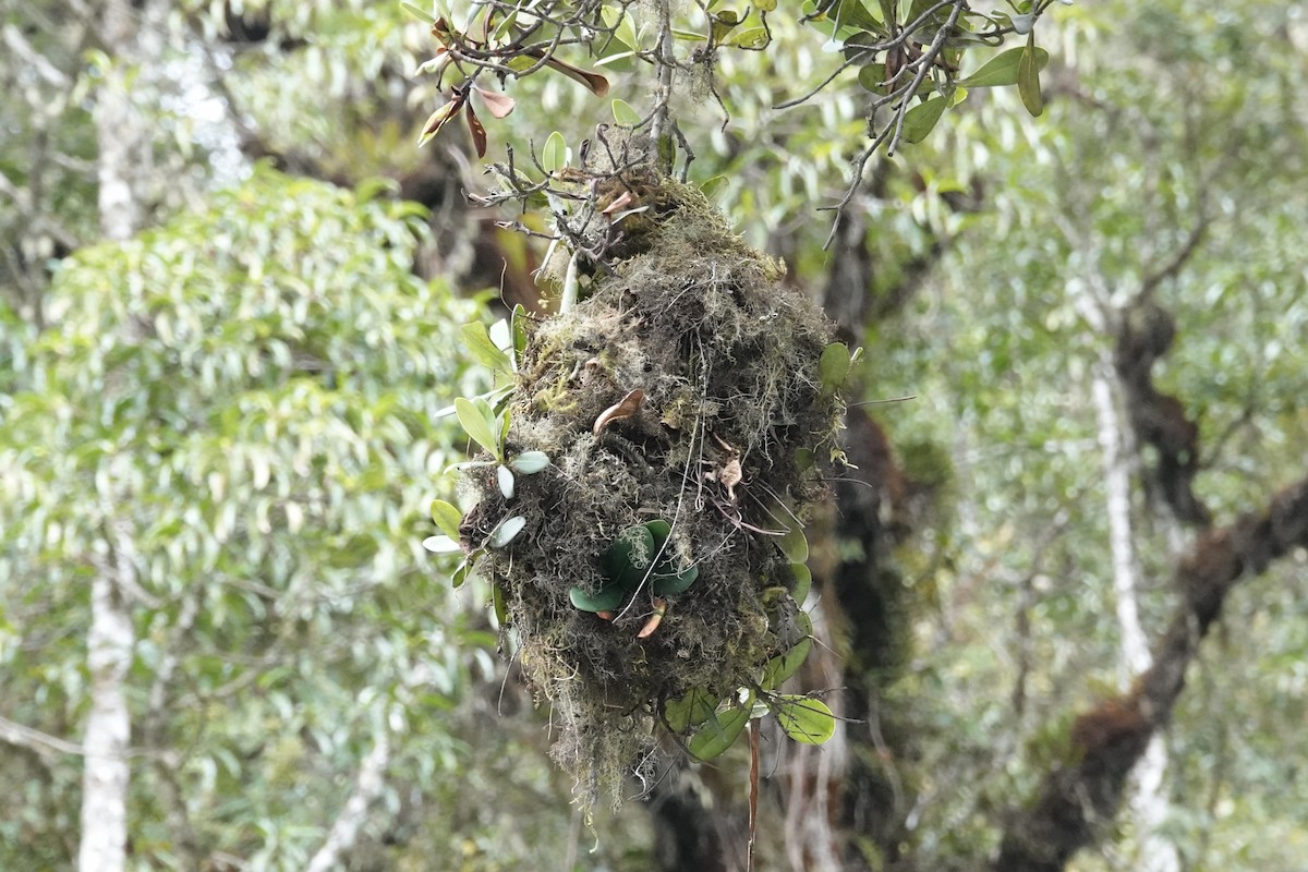 Marcapata Spinetail (Rufous-crowned) - ML640323310