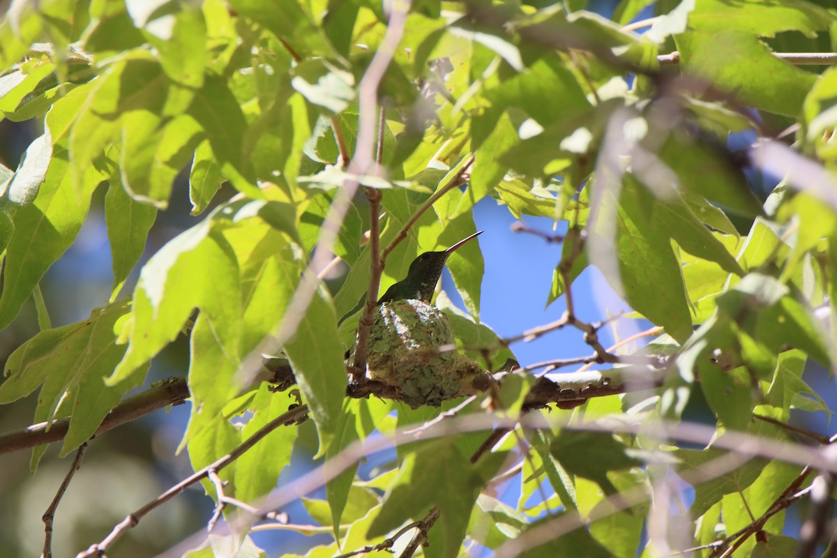 Berylline Hummingbird - ML640323319