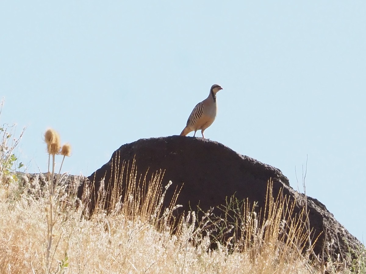 Хахилаг - ML640323349