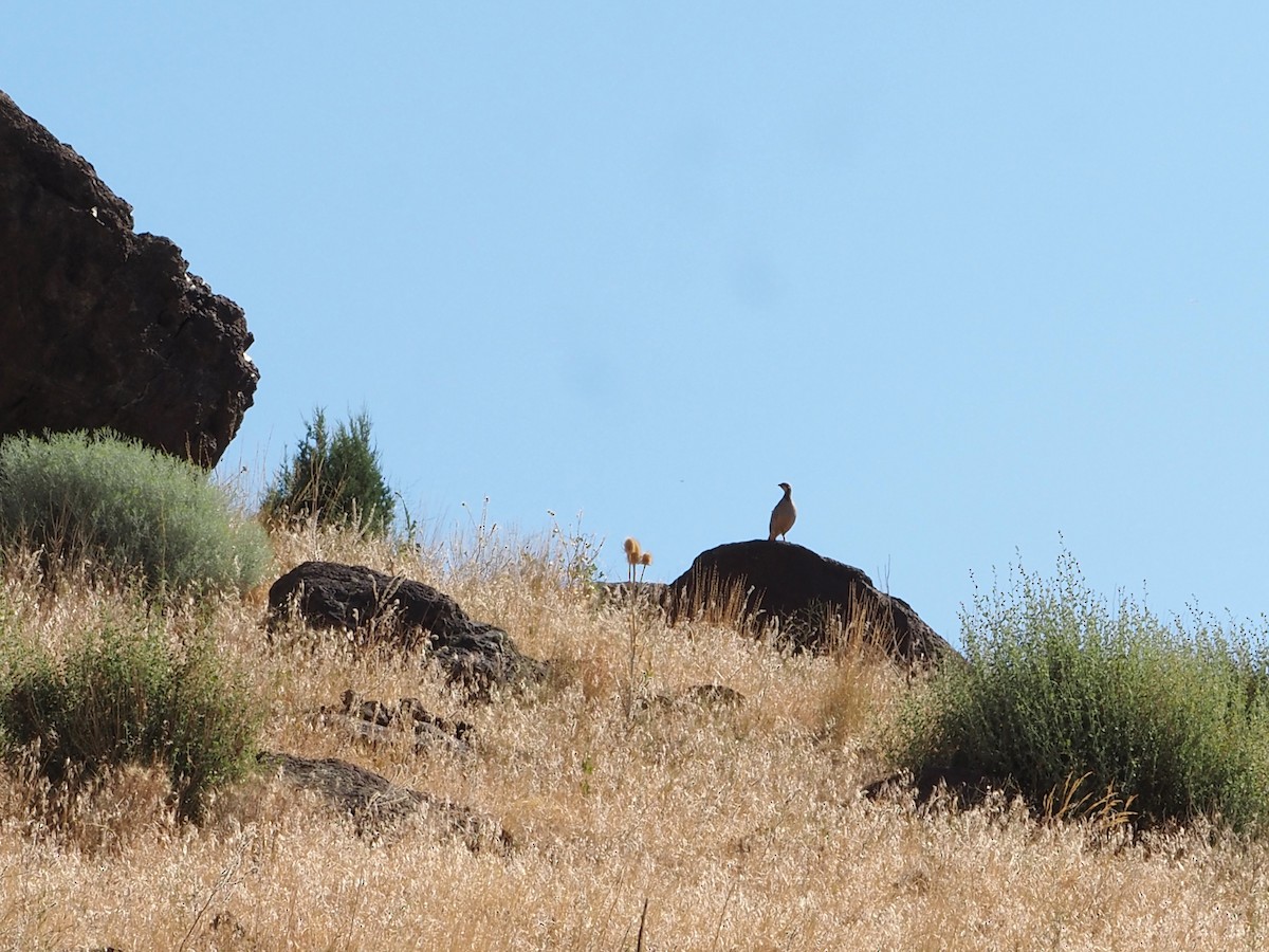 Хахилаг - ML640323350