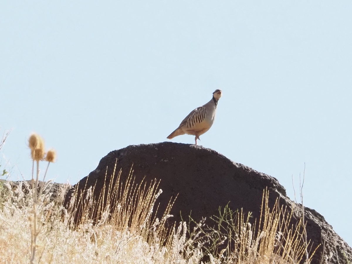 Хахилаг - ML640323352