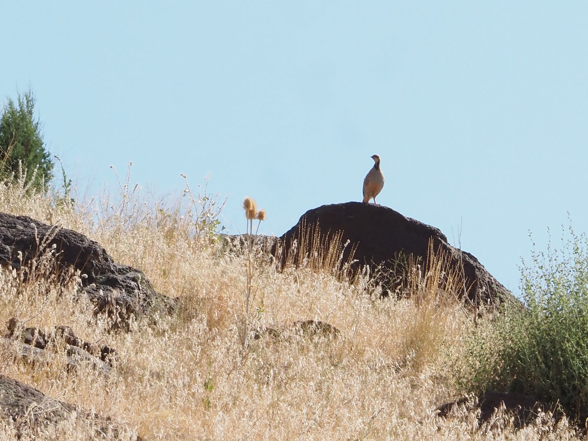 Хахилаг - ML640323353