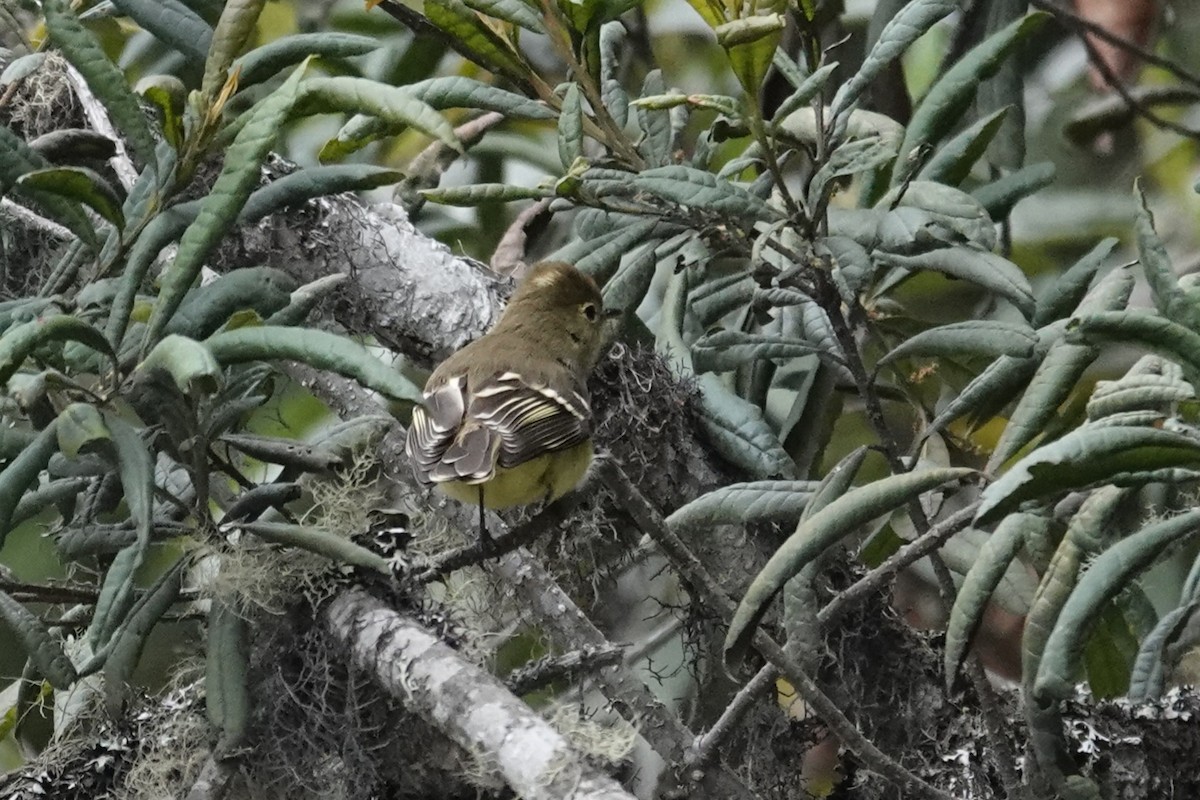 Sierran Elaenia - ML640323382